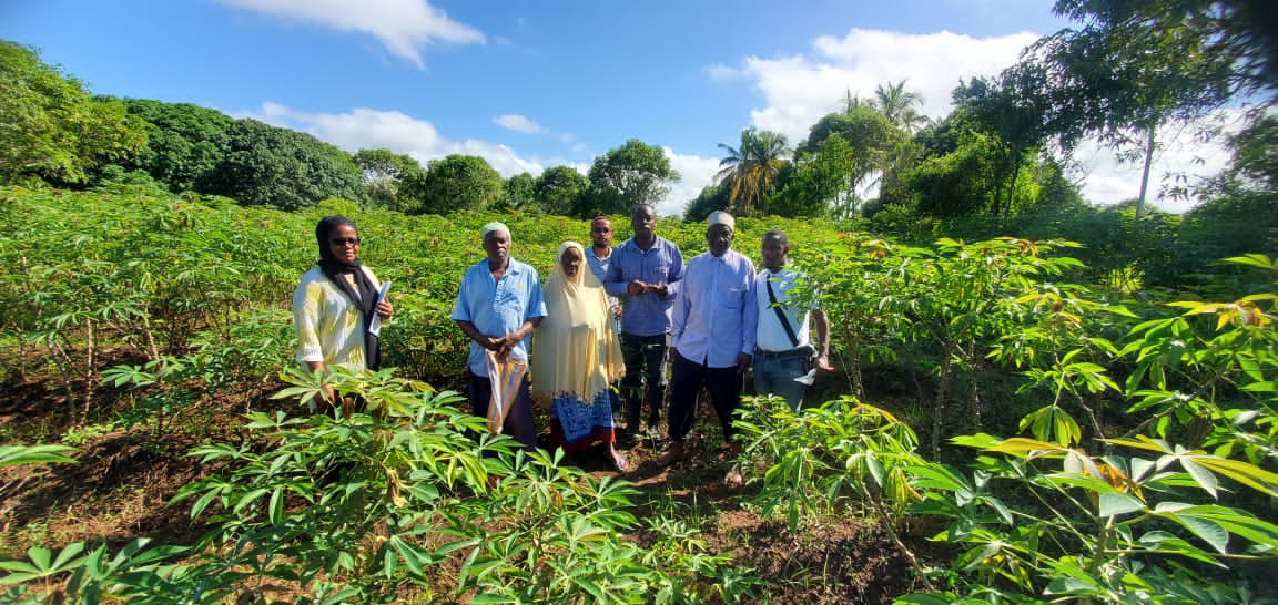 TARI Mikocheni, in cooperation with ZARI Kizimbani, surveys CMD for the purpose of investigating/researching the contribution of sequences enhancing geminivirus symptoms (SEGS) in breaking CMD resistance in cassava varieties with resistance to CMD.