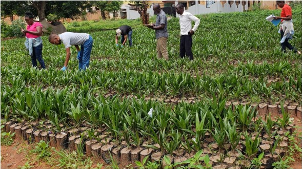 TARI Mikocheni, in cooperation with TARI Kihinga surveys, collected 3075 fresh leaf samples for oil palm in Tabora and Kigoma regions for further analysis in the laboratory.