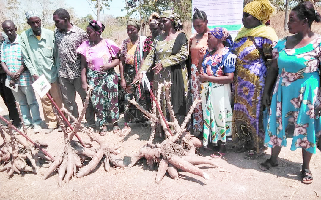 TARICASS 4 Cassava Variety Most Prefered by Farmers in Urambo District, Tabora Region