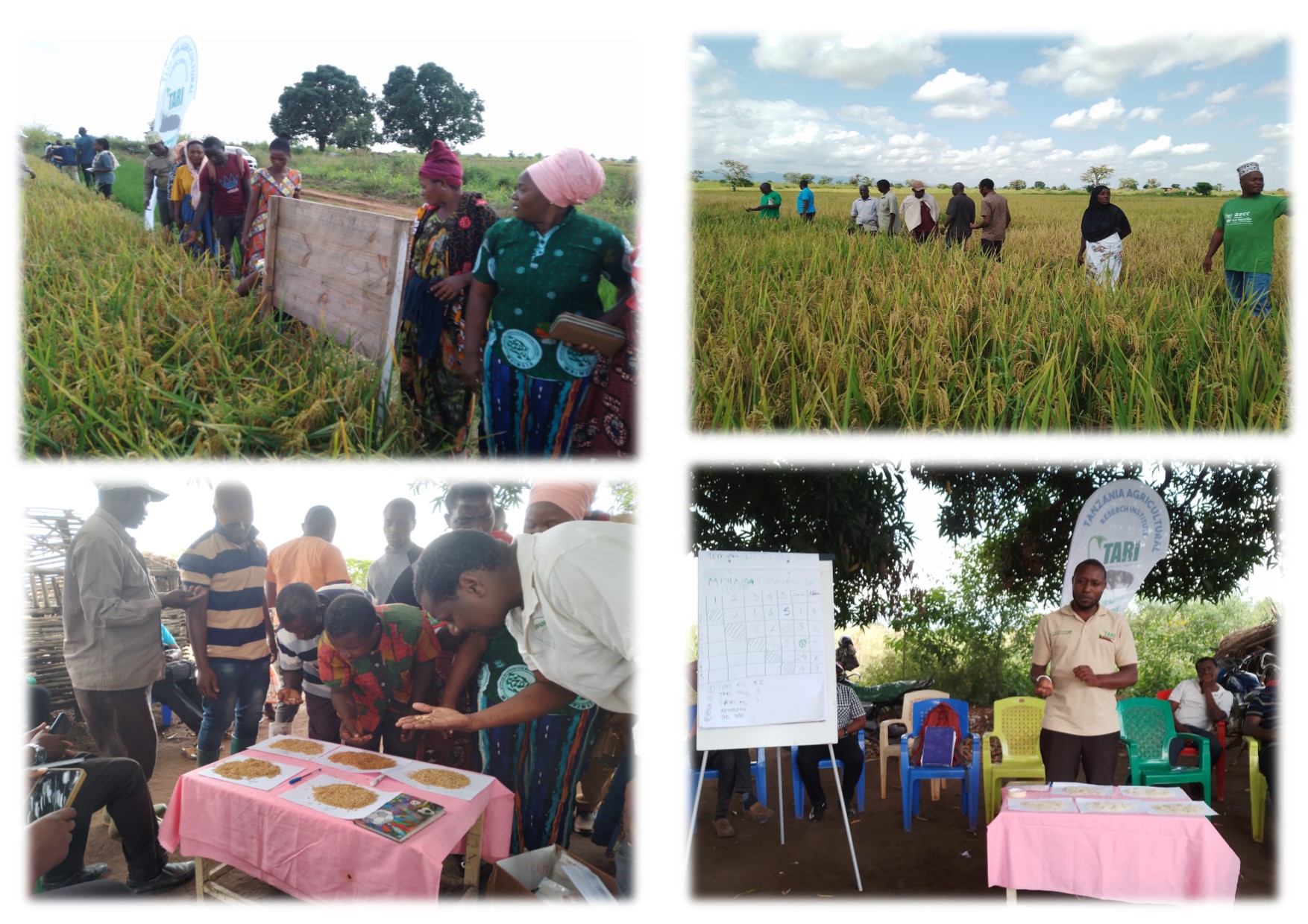 TARI IFAKARA CONDUCTED RICE FARMER FIELD DAY AT MALINYI DISTRICT-MOROGORO ON 21 JUNE 2023