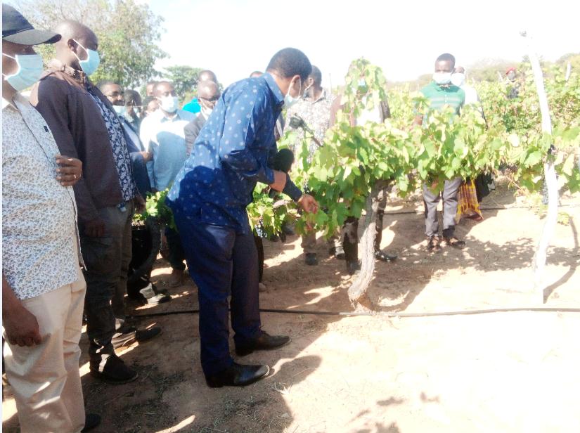 Prime Minster of the United Republic of Tanzania Hon. Majaliwa Kassim Majaliwa visited a grape germ plasm at TARI- Makutupora Centre