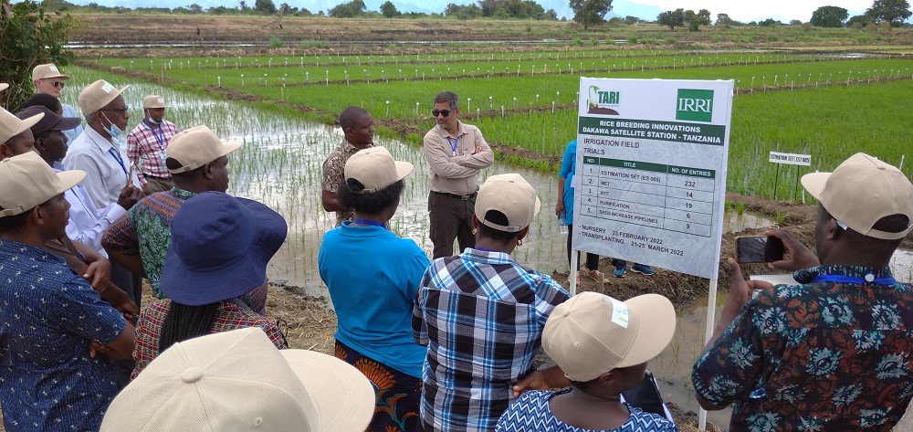 TARI Dakawa to generate rice seed with preferable market qualities and resilient to impacts of climate change for Tanzanian smallholder farmers