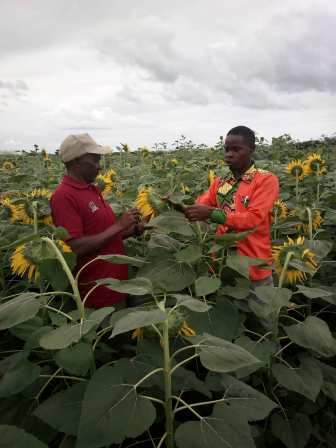 Integration of Public Research Institute and Private Companies in Sunflower Seed Production for Sustainable Value Chain