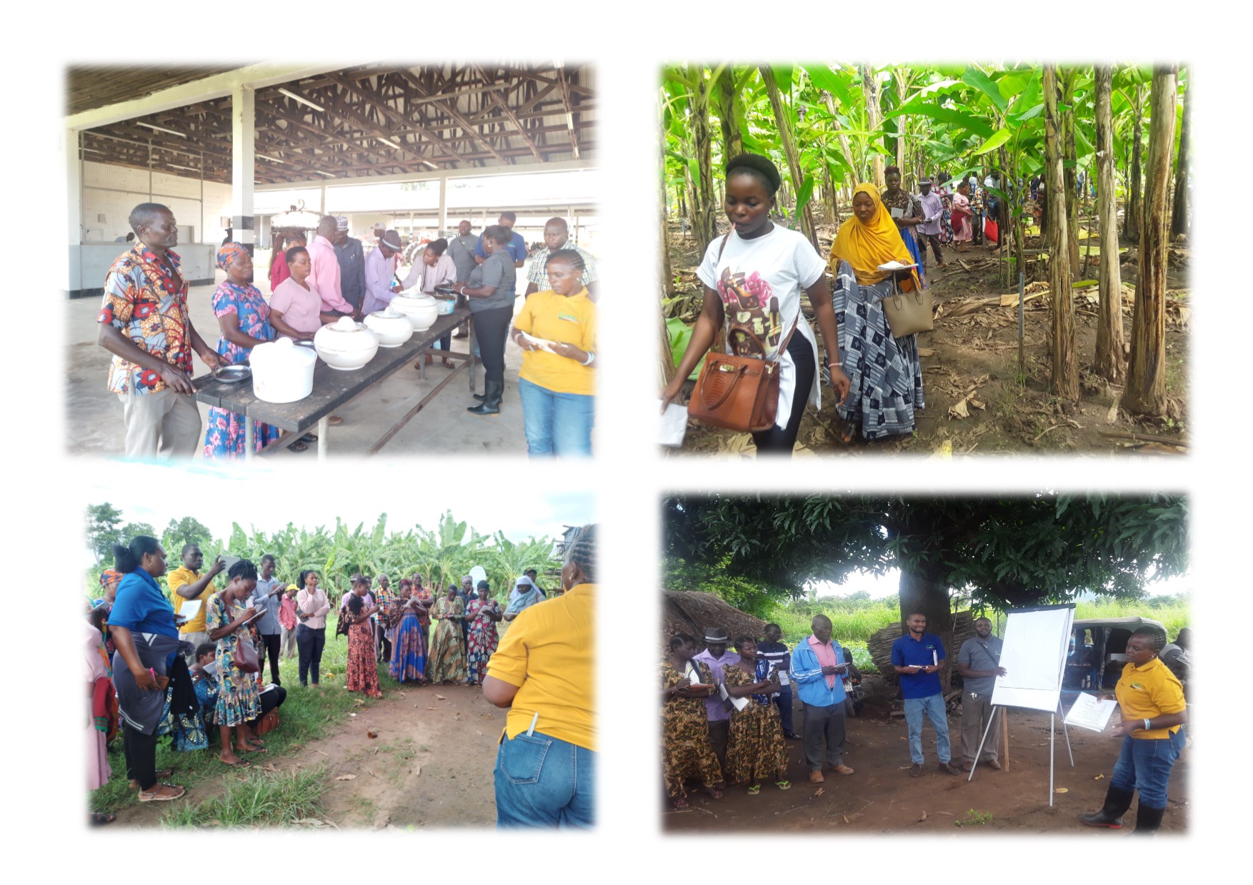 TARI Tengeru in collaboration with TARI Ifakara Conducted Sensory Evaluation Test at Kilombero