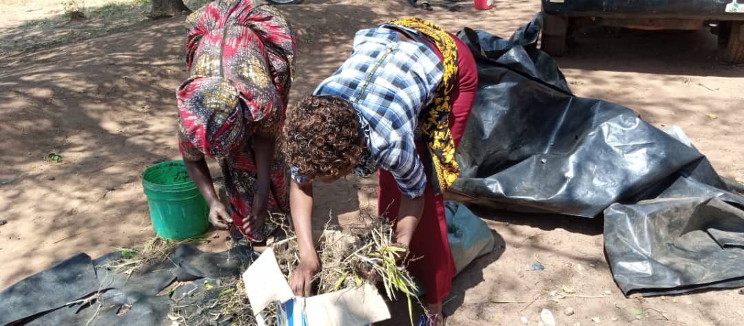 TARI Kihinga has continued to distribute oil palm pre-germinated  seeds to farmers