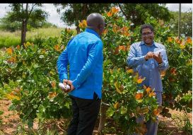 Hon. Antony Peter Mavunde receiving scientific explanation on Cashew nut husbandry from Dr. Geoffrey Mkamilo Director General 