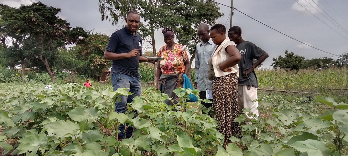 The best way of controlling pests and diseases affecting cotton plants in the field.