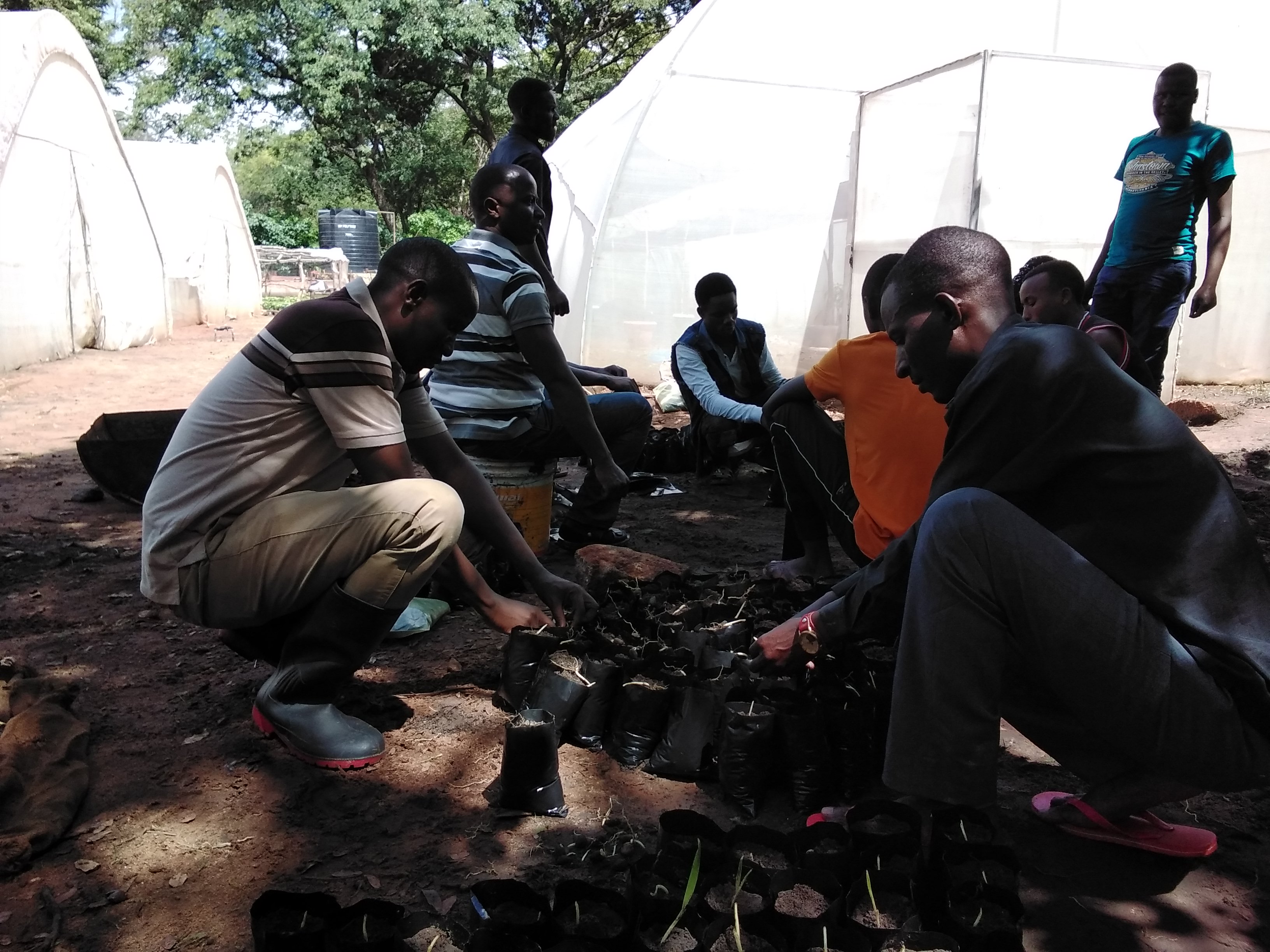 Transplanting of Oil palm seedlings into primary nursery