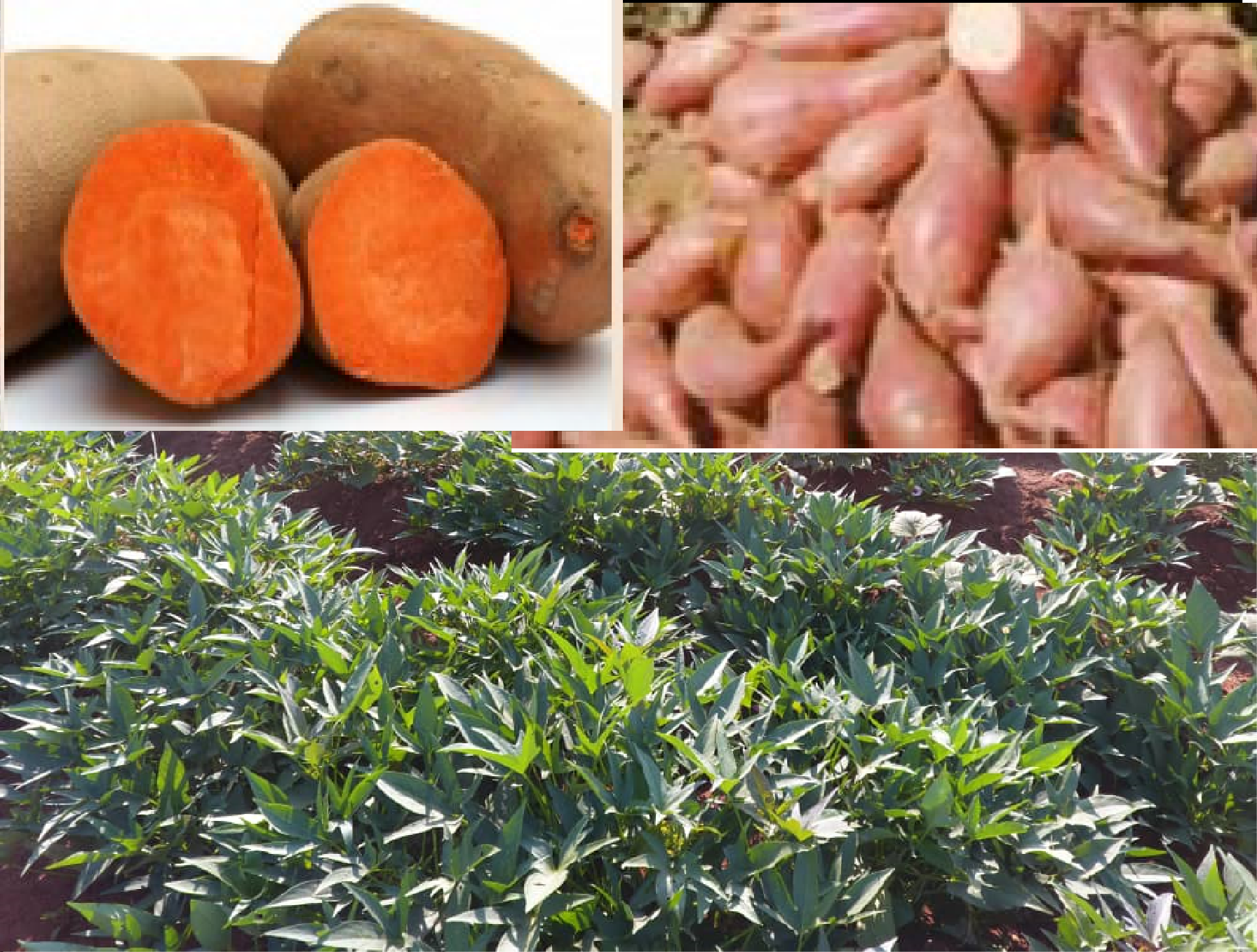 
Scientists Recommend New Technique to Boost Sweet potato Production of Smallholder Farmers in Dodoma region, Ta
