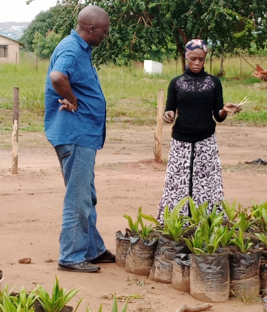 Researcher from TARI Kihinga Ms. Sheila Bakari giving instruction to farmer from Musoma (Dr. Juma Wickama) 
on how to plant pre-germinated seeds in pots for primary nursery. 