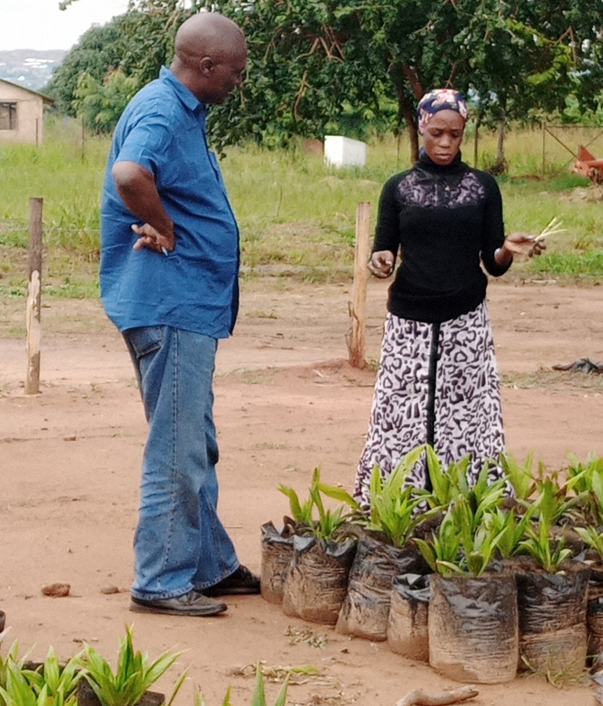 Researcher from TARI Kihinga Ms. Sheila Bakari giving instruction to farmer from Musoma (Dr. Juma Wickama) 
on how to plant pre-germinated seeds in pots for primary nursery. 