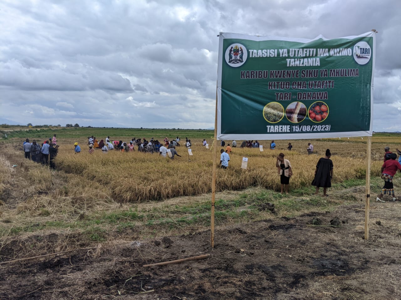 On a Field Day Farmers Celebrate Choosing Rice Lines of Preference