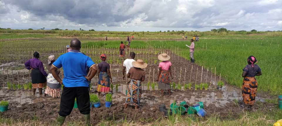 Rice variety development program of TARI-Ifakara
