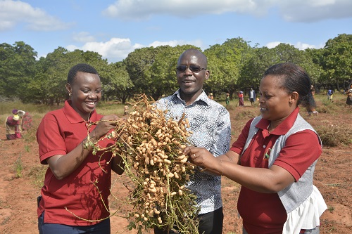 TARI Naliendele advises Farmers to use improved groundnut varieties