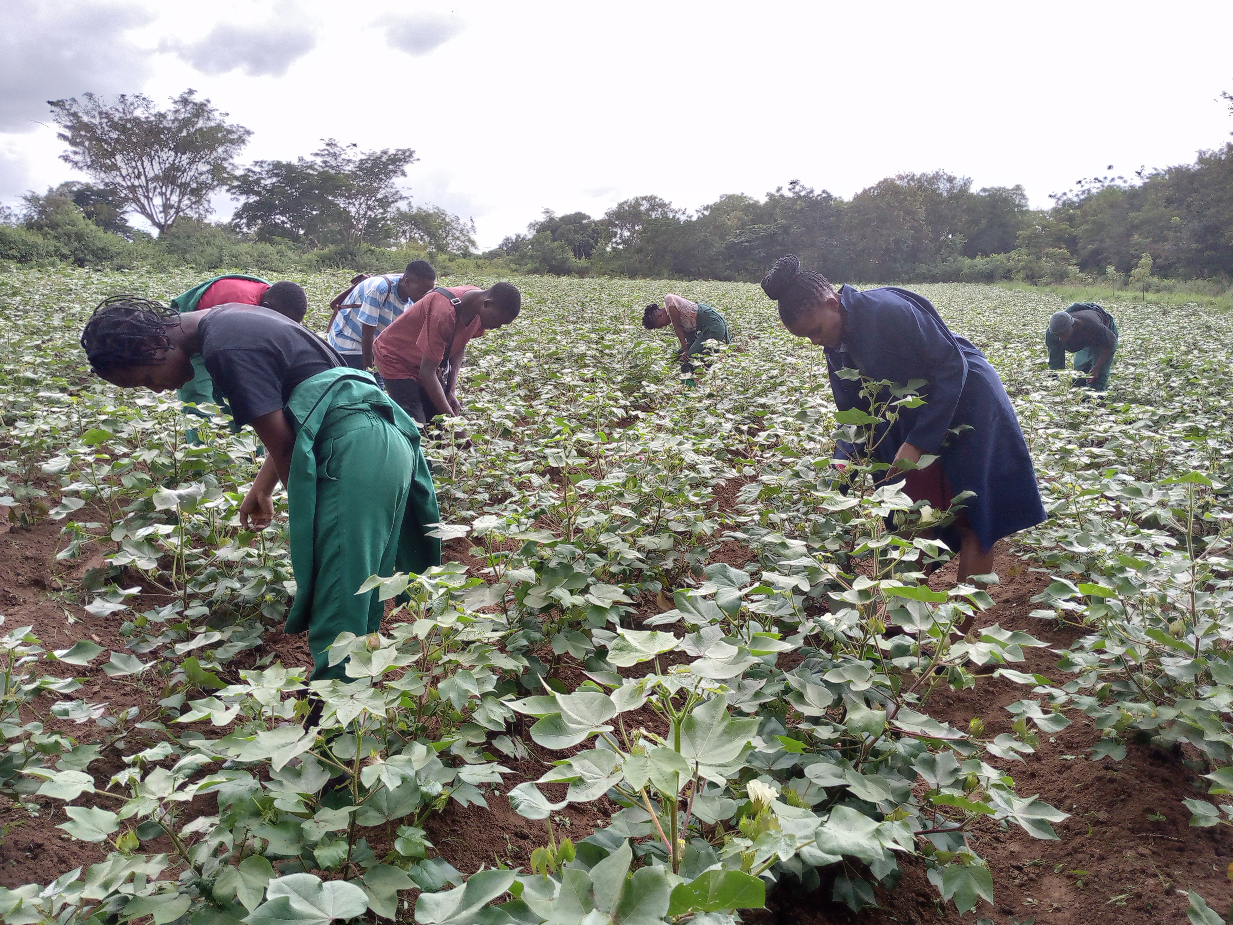 TARI Ukiriguru provides field practical training to Karagwe University College Students. 