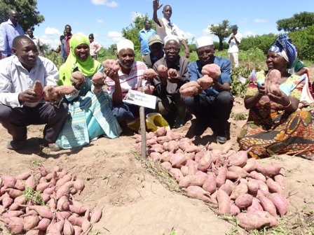 More than 86 farmers {60-male 20-female} have benefited from disseminated improved sweetpotato varieties from TARI Ukiriguru during farmers field day held at Ntono village, Bukoli ward in Geita district: Geita region on 6thmay, 2022.