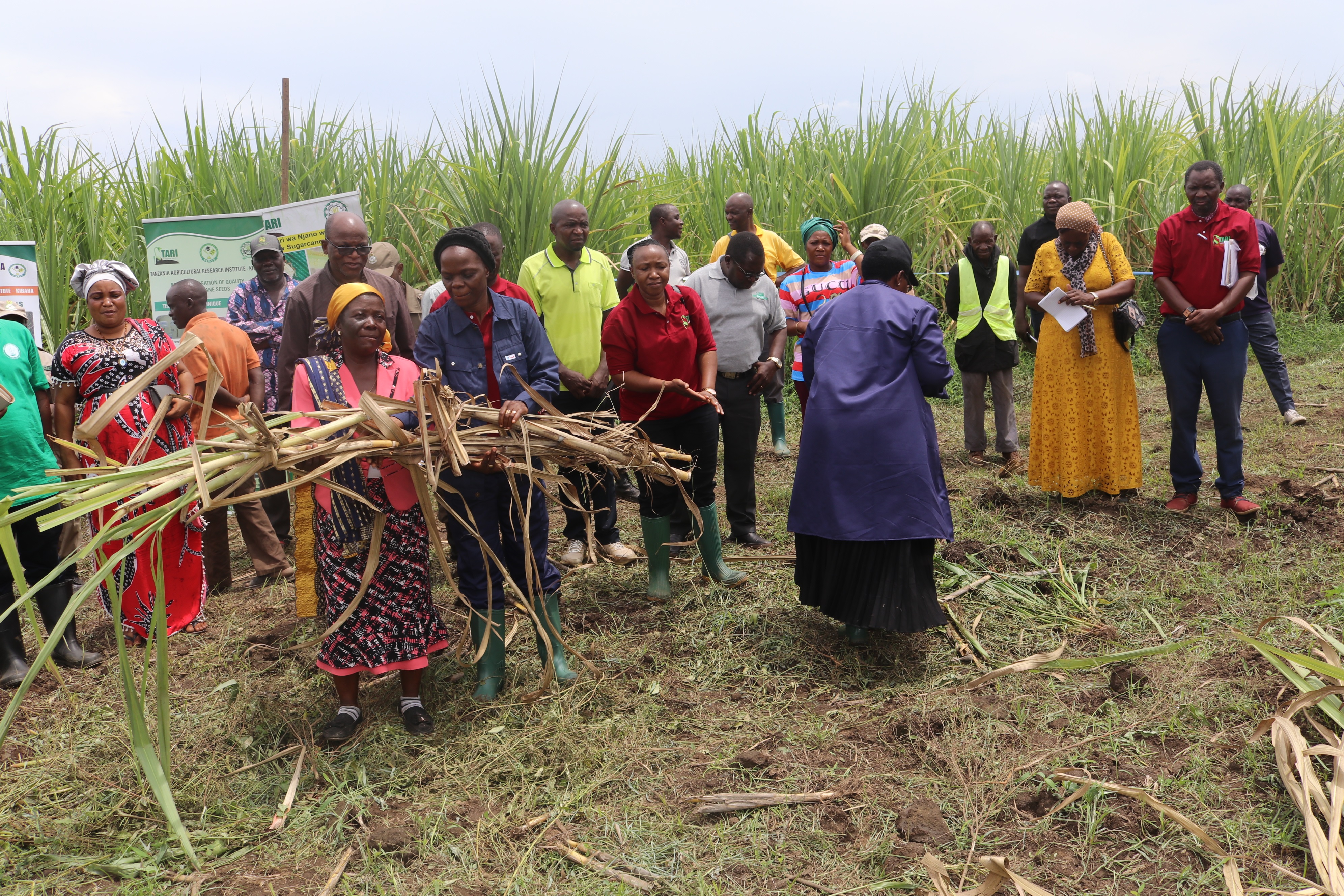 SEEDCANE DISTRIBUTION  AT MSOLWA UJAMAA VILLAGE IN KILOMBERO