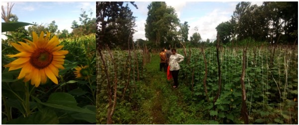 Combating Arthropod for better Health, Food and Climate Resilience in East Africa ‘Pests, Pollinators and Natural enemies in avocado, tomato and cucurbits within Kilimanjaro and Tanga regions’.