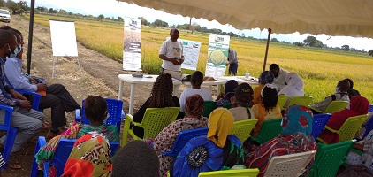 The International Rice Research Institute (IRRI) in collaboration with TARI Dakawa conducts a Variety Cafeteria promoting newly released rice varieties