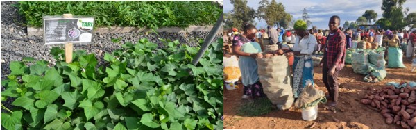 Integrating ICT in Commercial Production of Tissue Culture-Based Quality Sweet Potato Planting Materials in East Africa
