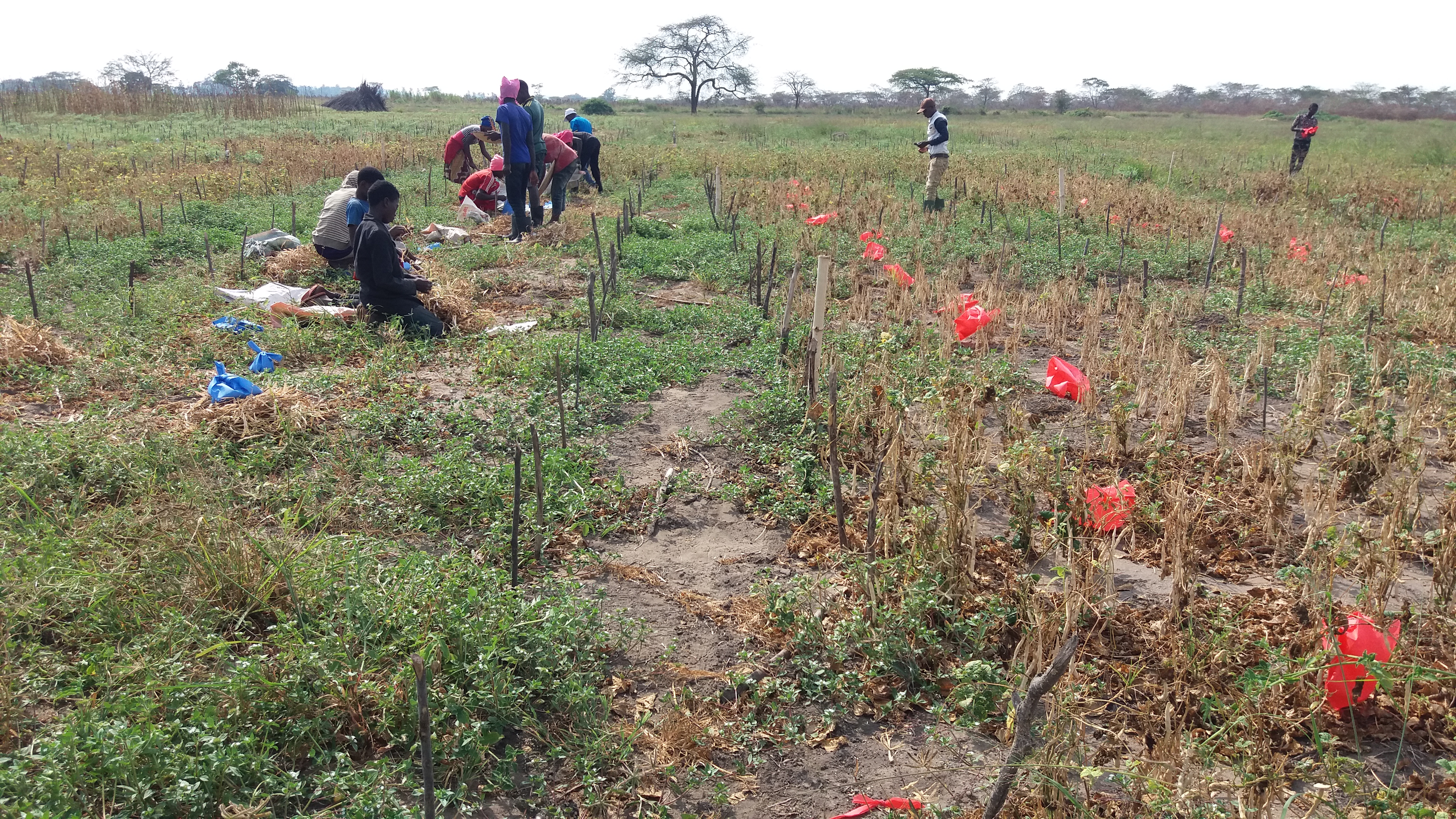 Pan – Africa Bean Research Alliance - PABRA 