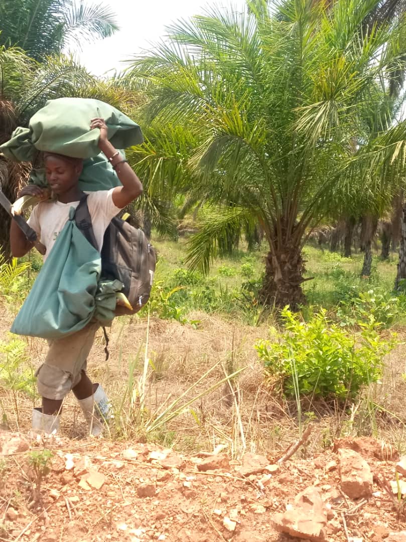 one of our skilled labor  at TARI Kihinga  handling male flowers in Kwitanga oil palm crossing block after harvesting them from PISIFERA oil palm tree ready for the processing to get pollen that will be used for pollination of DURA flower to get commercia