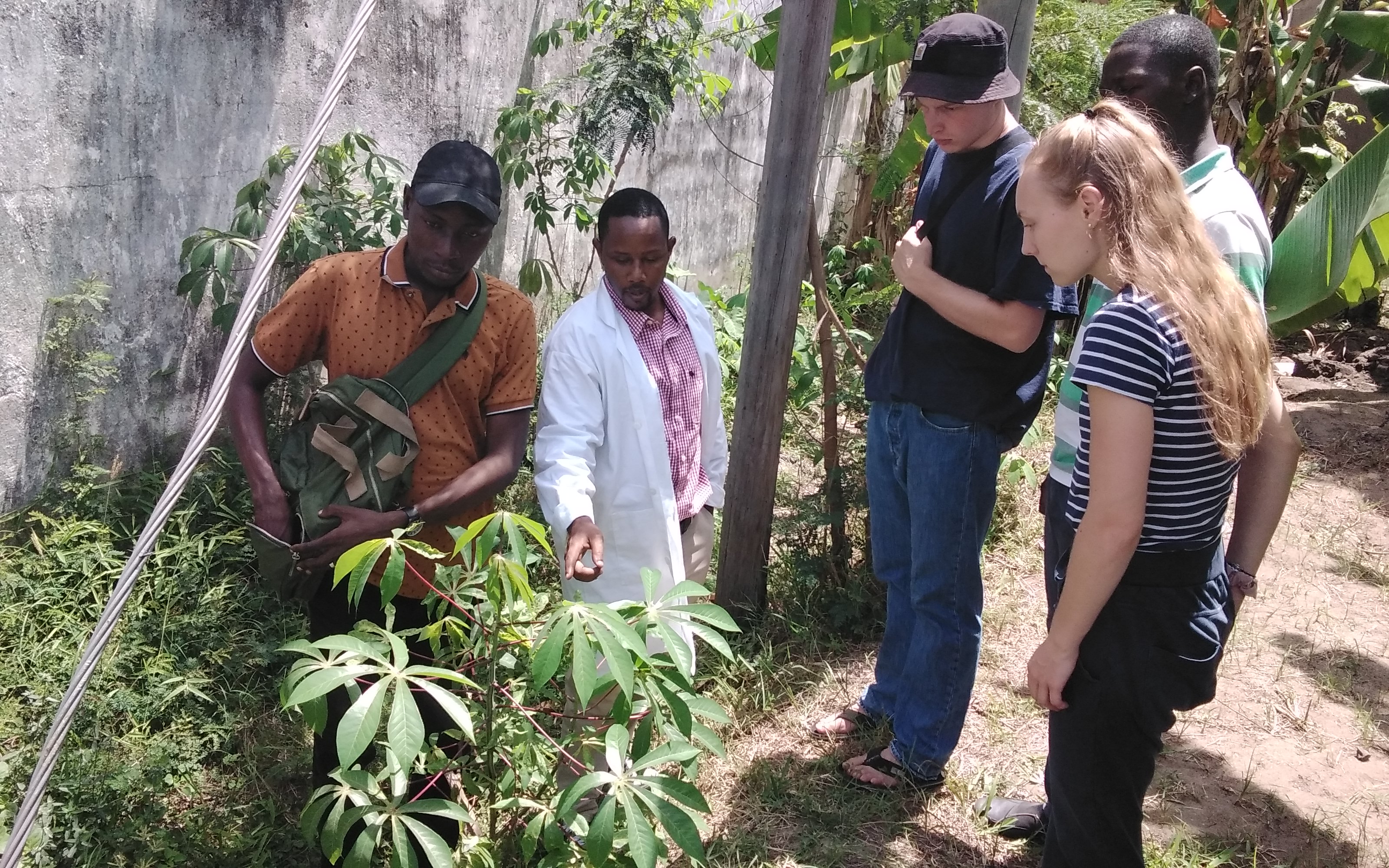 Mr. Deogratius Mark (second left), Researcher from TARI Mikocheni shows guests from Germany on how to identify various diseases on cassava crop and how to control them for example Cassava Mosaic Disease (CMD) and Cassava Brown Streak Disease (CBSD).
