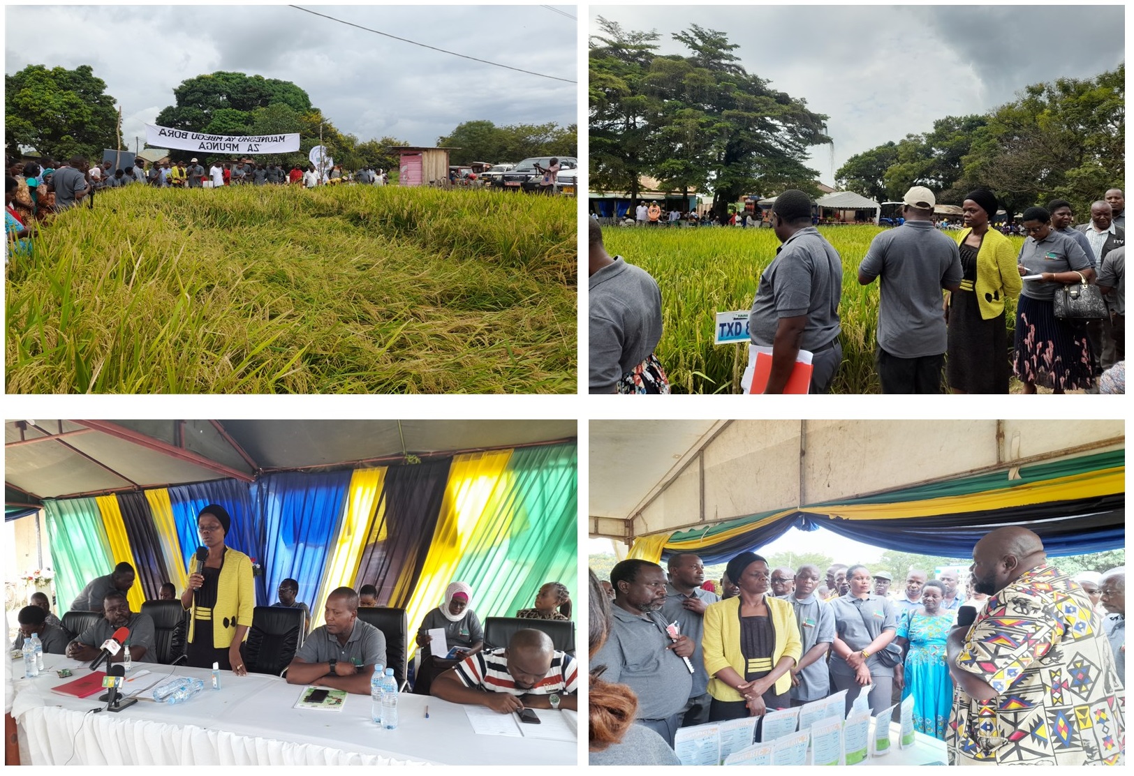 TARI Ifakara has conducted Farmer Field Day and Exhibition of Improved Rice Seeds Varieties on 16 May 2022 held at Ifakara Morogoro.