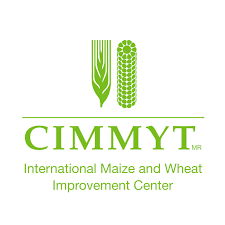 CIMMYT