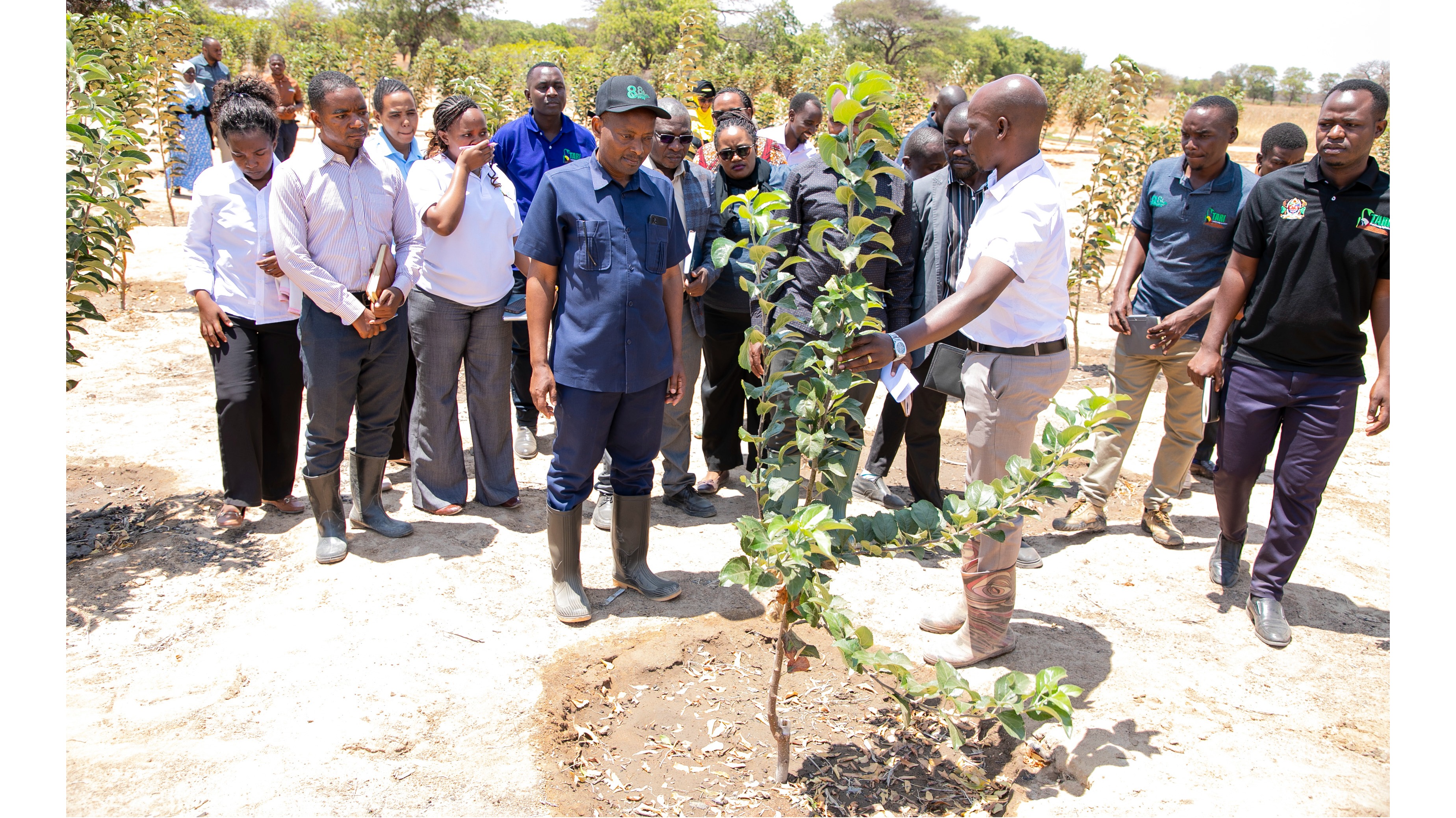 MKURUGENZI MKUU WA TARI,DKT.THOMAS BWANA AKILEZEWA NA MTAFITI KWENYE SHAMBA LA MAJARIBIO LA ZAO LA TUFAA ALIPOTEMBELEA KITUO CHA TARI MAKUTOPORA.