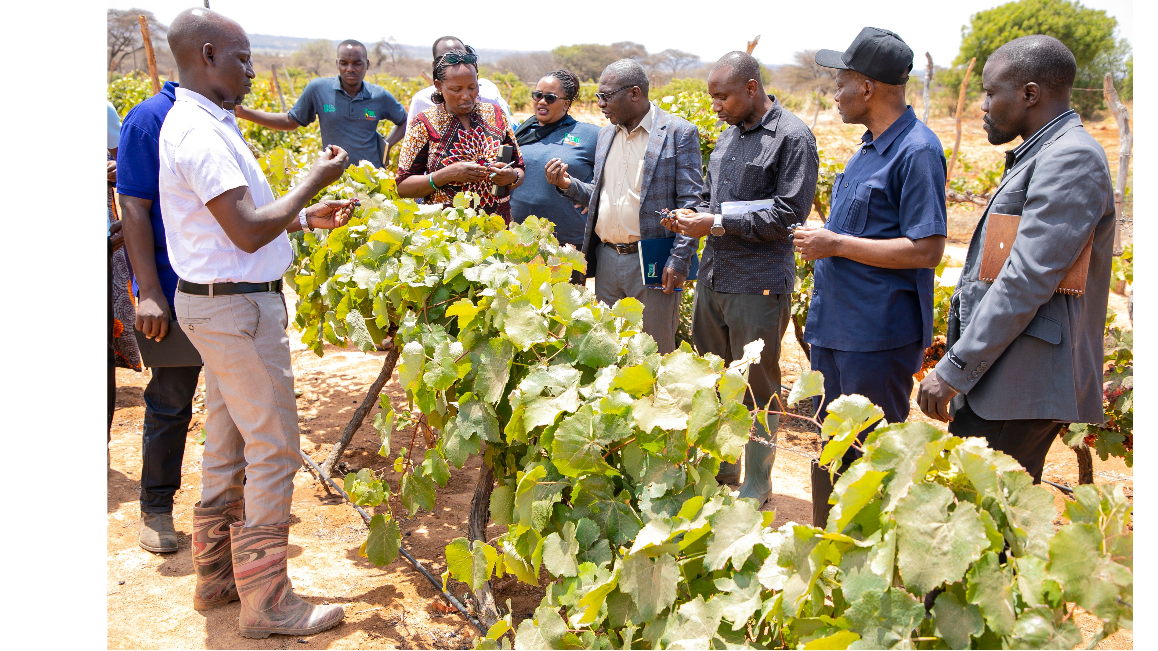 MKURUGENZI MKUU WA TARI,DKT THOMAS BWANA AKIKAGUA SHAMBA LA ZABIBU KATIKA ZIARA YAKE KITUO CHA TARI MAKUTOPORA